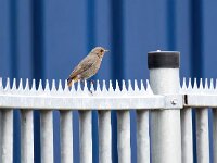 Phoenicurus ochruros 38, Zwarte roodstaart, Saxifraga-Bart Vastenhouw