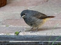 Phoenicurus ochruros 39, Zwarte roodstaart, Saxifraga-Bart Vastenhouw