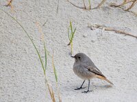 Phoenicurus ochruros 41, Zwarte roodstaart, Saxifraga-Bart Vastenhouw