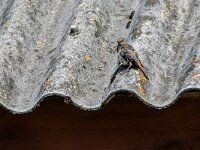 Phoenicurus ochruros 42, Zwarte roodstaart, adult, female, Saxifraga-Theo Verstrael