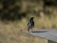 Phoenicurus ochruros 43, Zwarte roodstaart, adult, male, Saxifraga-Theo Verstrael
