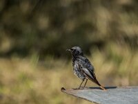 Phoenicurus ochruros 44, Zwarte roodstaart, adult, male, Saxifraga-Theo Verstrael