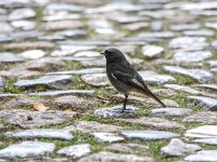Phoenicurus ochruros 45, Zwarte roodstaart, adult, male, Saxifraga-Theo Verstrael