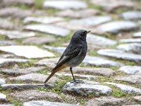 Phoenicurus ochruros 46, Zwarte roodstaart, adult, male, Saxifraga-Theo Verstrael