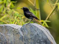 Phoenicurus ochruros 47, Zwarte roodstaart, adult, male, Saxifraga-Theo Verstrael