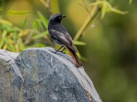 Phoenicurus ochruros 49, Zwarte roodstaart, adult, male, Saxifraga-Theo Verstrael