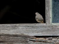 Phoenicurus ochruros 53, Zwarte roodstaart, juvenile, Saxifraga-Theo Verstrael