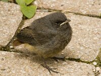 Phoenicurus ochruros 7, Zwarte roodstaart, juvenile, Saxifraga-Jan van der Straaten