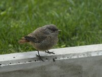 Phoenicurus ochruros 8, Zwarte roodstaart, Saxifraga-Willem van Kruijsbergen