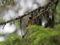 Phoenicurus phoenicurus 13, Gekraagde roodstaart, male, Saxifraga-Dirk Hilbers