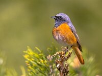 Phoenicurus phoenicurus 134, Gekraagde roodstaart, Saxifraga-Rudmer Zwerver : bird, common redstart, redstart