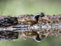 Phoenicurus phoenicurus 140, Gekraagde roodstaart, adult, male, Saxifraga-Theo Verstrael