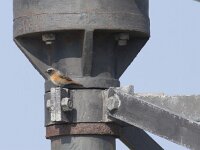 Phoenicurus phoenicurus 18, Gekraagde roodstaart, Saxifraga-Mark Zekhuis
