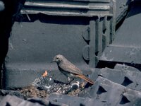 Phoenicurus phoenicurus 2, Gekraagde roodstaart, female with juvenile Cuculus canorus, Saxifraga-Piet Munsterman