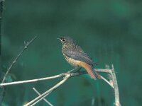 Phoenicurus phoenicurus 6, Gekraagde roodstaart, juvenile, Saxifraga-Piet Munsterman