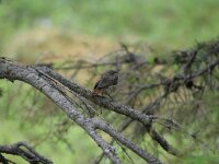 Phoenicurus phoenicurus 9, Gekraagde roodstaart, juvenile, Saxifraga-Dirk Hilbers