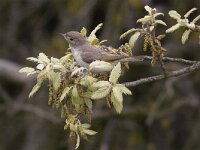 Phylloscopus bonelli 2, Bergfluiter, Saxifraga-Mark Zekhuis