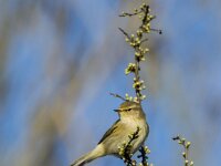 Phylloscopus collybita 120, Tjiftjaf, adult, male, Saxifraga-Theo Verstrael