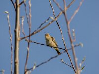 Phylloscopus collybita 128, Tjiftjaf, adult, male, Saxifraga-Theo Verstrael