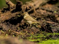 Phylloscopus collybita 129, Tjiftjaf, adult, male, Saxifraga-Theo Verstrael