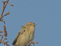 Phylloscopus collybita 4, Tjiftjaf, Saxifraga-Luc Hoogenstein