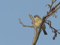 Phylloscopus collybita 5, Tjiftjaf, Saxifraga-Luc Hoogenstein