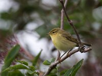 Phylloscopus collybita 6, Tjiftjaf, juvenile, Saxifraga-Mark Zekhuis