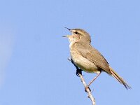 Phylloscopus fuscatus 2, Bruine boszanger, Saxifraga-Mark Zekhuis