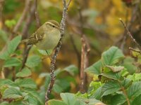 Phylloscopus inornatus 12, Bladkoning, Saxifraga-Mark Zekhuis