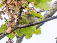 Phylloscopus inornatus 9, Bladkoning, Saxifraga-Bart Vastenhouw