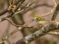 Phylloscopus proregulus 2, Pallas´ boszanger, Saxifraga-Mark Zekhuis