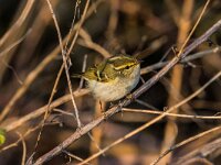 Phylloscopus proregulus 3, Pallas boszanger, adult, Saxifraga-Theo Verstrael
