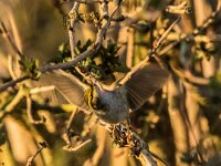Phylloscopus proregulus 5, Pallas boszanger, adult, Saxifraga-Theo Verstrael