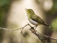Phylloscopus sibilatrix 13, Fluiter, adult, male, Saxifraga-Theo Verstrael