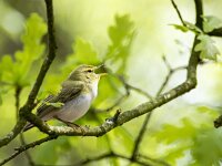 Phylloscopus sibilatrix 14, Fluiter, adult, male, Saxifraga-Theo Verstrael