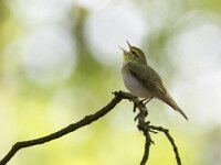 Phylloscopus sibilatrix 16, Fluiter, adult, male, Saxifraga-Theo Verstrael