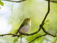 Phylloscopus sibilatrix 19, Fluiter, adult, male, Saxifraga-Theo Verstrael