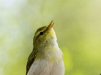 Phylloscopus sibilatrix 20, Fluiter, adult, male, Saxifraga-Theo Verstrael