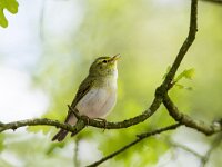 Phylloscopus sibilatrix 21, Fluiter, adult, male, Saxifraga-Theo Verstrael