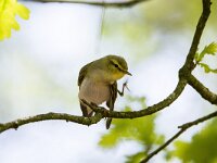 Phylloscopus sibilatrix 22, Fluiter, adult, male, Saxifraga-Theo Verstrael