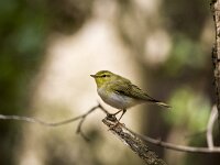 Phylloscopus sibilatrix 24, Fluiter, adult, male, Saxifraga-Theo Verstrael