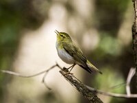 Phylloscopus sibilatrix 27, Fluiter, adult, male, Saxifraga-Theo Verstrael