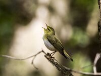 Phylloscopus sibilatrix 28, Fluiter, adult, male, Saxifraga-Theo Verstrael