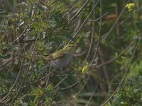 Phylloscopus sibilatrix 3, Fluiter,  Saxifraga-Luc Hoogenstein