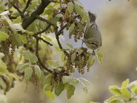 Phylloscopus sibilatrix 4, Fluiter, Saxifraga-Mark Zekhuis