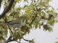 Phylloscopus sibilatrix 5, Fluiter, Saxifraga-Mark Zekhuis