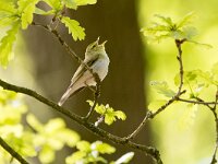 Phylloscopus sibilatrix 6, Fluiter, Saxifraga-Theo Verstrael