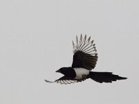Herfstkleuren; Autumn colors : akker, nature, natuur, Dodaarsweg, Flevoland, Nederland, winter, The Netherlands, natuurontwikkeling