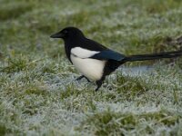 Pica pica 27, Ekster, Saxifraga-Jan Nijendijk