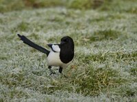 Pica pica 28, Ekster, Saxifraga-Jan Nijendijk